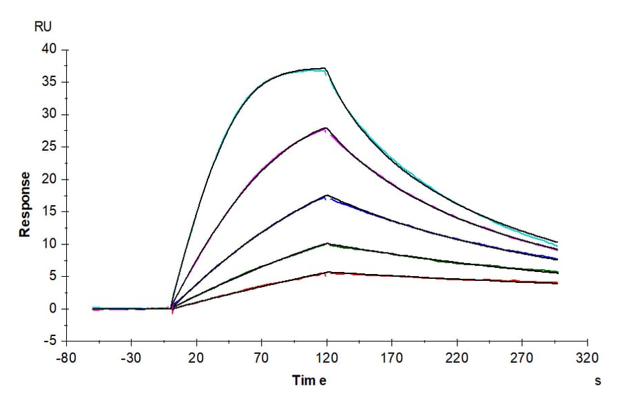 SPR Assay - Recombinant Human CD116 Protein (Biotin) (C-terminal His and Avi Tag) (A330219) - Antibodies.com