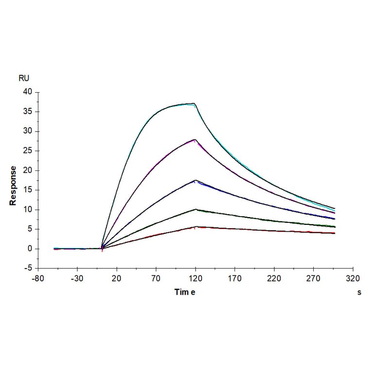 SPR Assay - Recombinant Human CD116 Protein (Biotin) (C-terminal His and Avi Tag) (A330219) - Antibodies.com