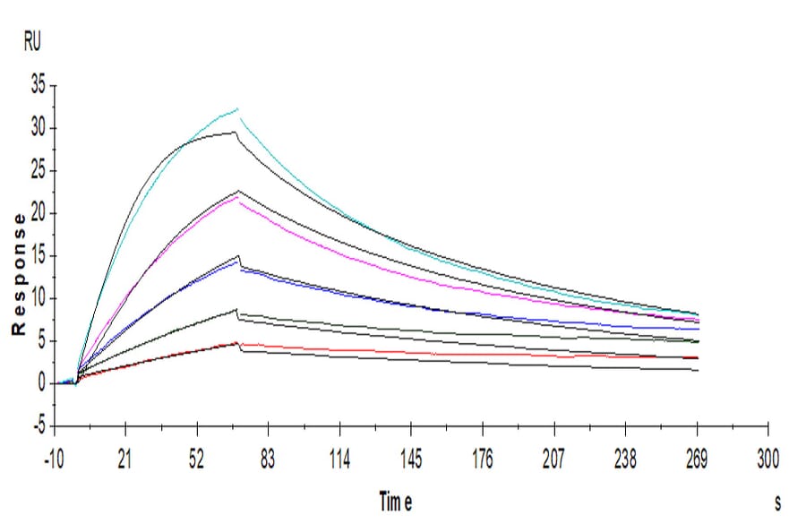 SPR Assay - Recombinant Human CD116 Protein (C-terminal His Tag) (A330221) - Antibodies.com