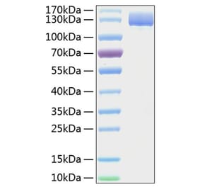 SDS-PAGE - Recombinant Human CD13 Protein (C-terminal His Tag) (A330223) - Antibodies.com