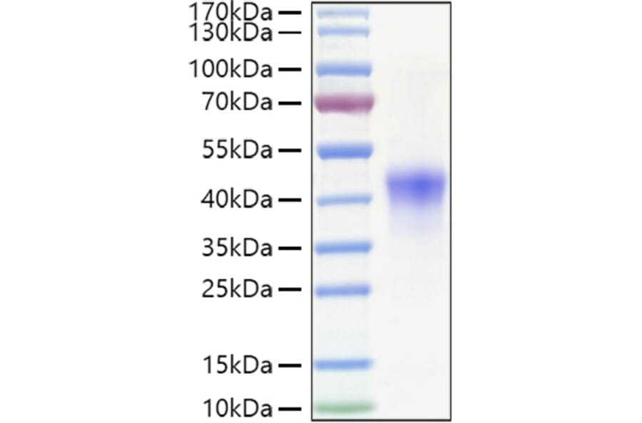 SDS-PAGE - Recombinant Human CD134/OX40L Receptor Protein (C-terminal His Tag) (A330225) - Antibodies.com
