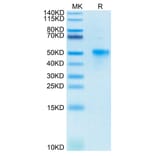 Tris-Bis PAGE - Recombinant Human CD134/OX40L Receptor Protein (Biotin) (C-terminal His and Avi Tag) (A330226) - Antibodies.com