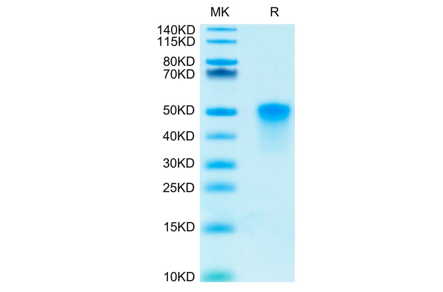 Tris-Bis PAGE - Recombinant Human CD134/OX40L Receptor Protein (C-terminal His and Avi Tag) (A330227) - Antibodies.com
