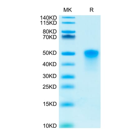 Tris-Bis PAGE - Recombinant Human CD134/OX40L Receptor Protein (C-terminal His and Avi Tag) (A330227) - Antibodies.com