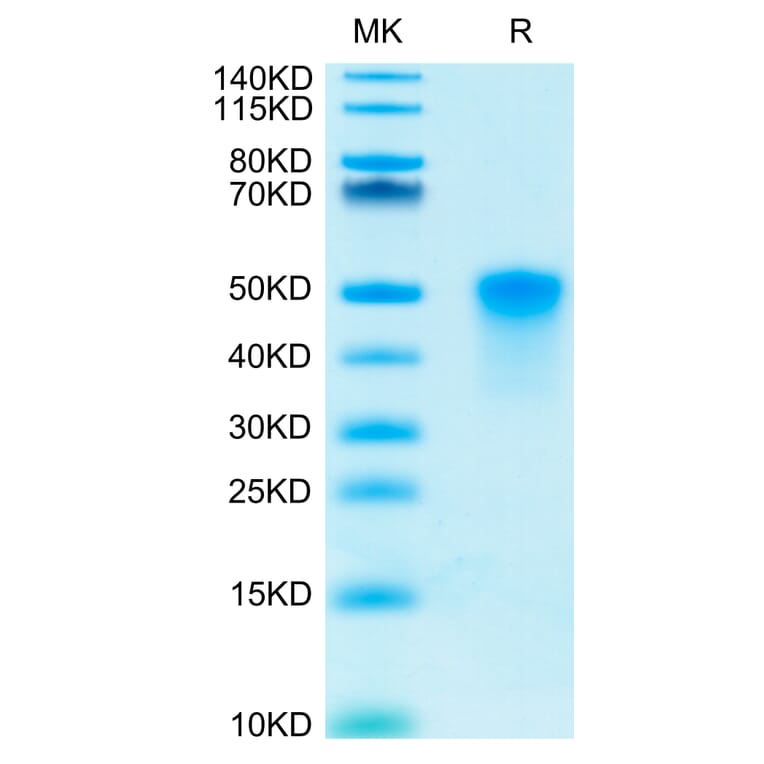 Tris-Bis PAGE - Recombinant Human CD134/OX40L Receptor Protein (C-terminal His and Avi Tag) (A330227) - Antibodies.com