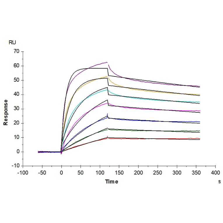 SPR Assay - Recombinant Human CD134/OX40L Receptor Protein (C-terminal His and Avi Tag) (A330227) - Antibodies.com