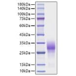 SDS-PAGE - Recombinant Human CD137 Protein (C-terminal His Tag) (A330229) - Antibodies.com