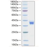 SDS-PAGE - Recombinant Human CD157 Protein (C-terminal His Tag) (A330235) - Antibodies.com