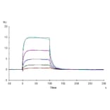 SPR Assay - Recombinant Human CD16 Protein (Biotin) (C-terminal His and Avi Tag) (A330239) - Antibodies.com