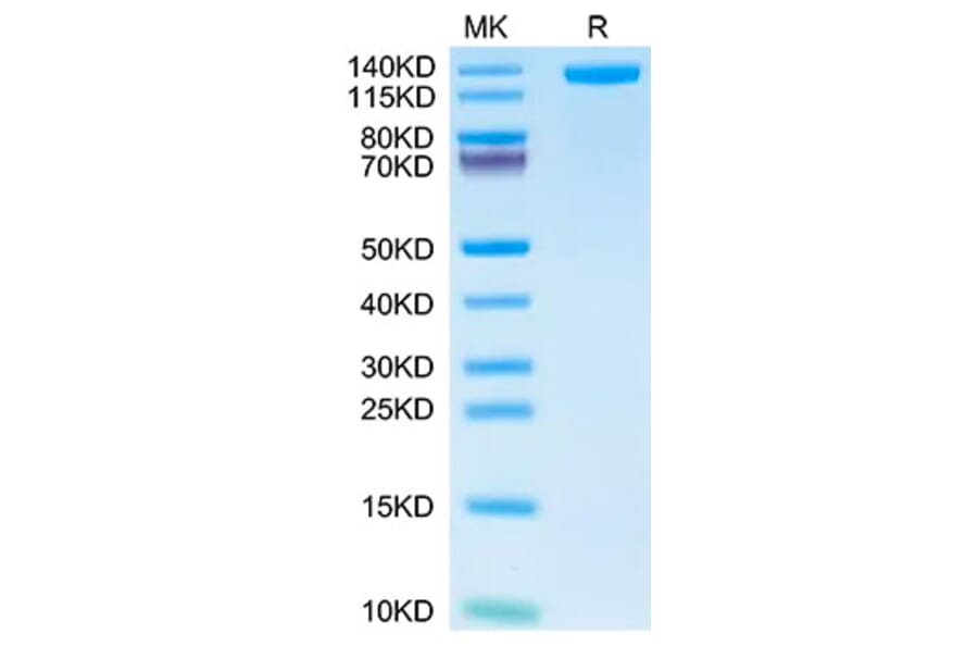 Tris-Bis PAGE - Recombinant Human CD163 Protein (C-terminal His and Avi Tag) (A330245) - Antibodies.com