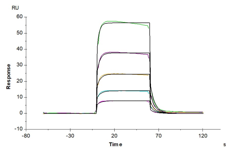 SPR Assay - Recombinant Human CD16b Protein (Biotin) (C-terminal His and Avi Tag) (A330252) - Antibodies.com