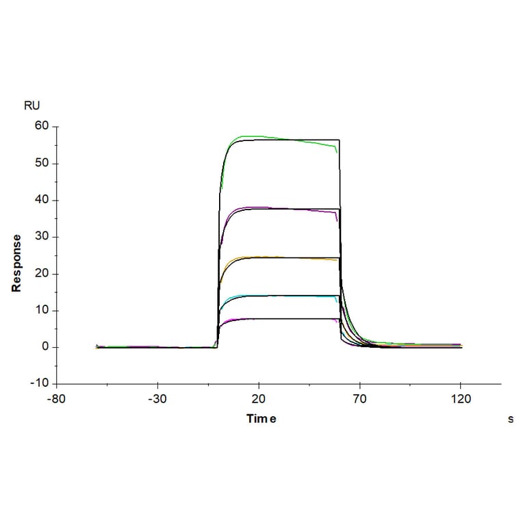SPR Assay - Recombinant Human CD16b Protein (Biotin) (C-terminal His and Avi Tag) (A330252) - Antibodies.com