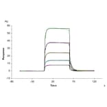 SPR Assay - Recombinant Human CD16b Protein (Biotin) (C-terminal His and Avi Tag) (A330252) - Antibodies.com