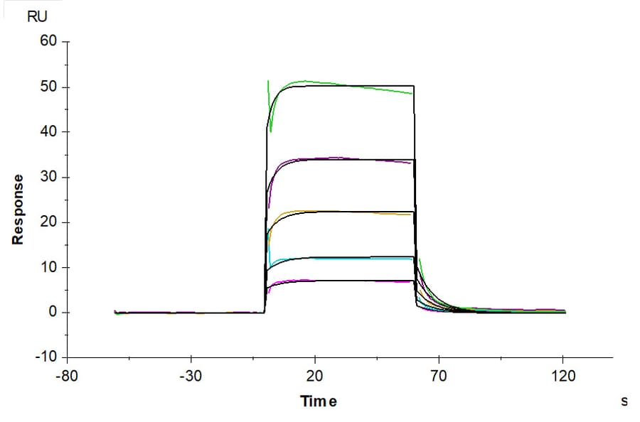 SPR Assay - Recombinant Human CD16b Protein (C-terminal His and Avi Tag) (A330253) - Antibodies.com