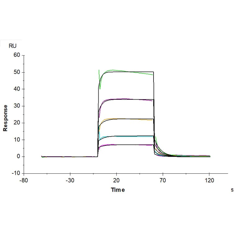 SPR Assay - Recombinant Human CD16b Protein (C-terminal His and Avi Tag) (A330253) - Antibodies.com