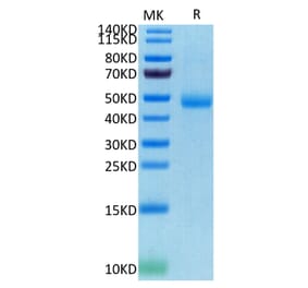 Tris-Bis PAGE - Recombinant Human CD172 gamma Protein (C-terminal His and Avi Tag) (A330255) - Antibodies.com