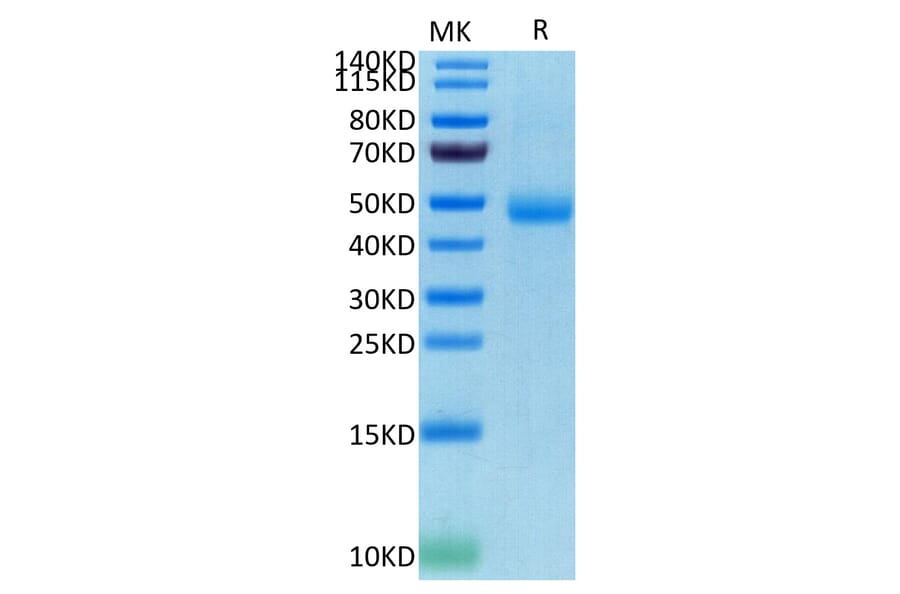 Tris-Bis PAGE - Recombinant Human CD172 gamma Protein (C-terminal His and Avi Tag) (A330255) - Antibodies.com