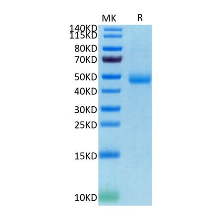 Tris-Bis PAGE - Recombinant Human CD172 gamma Protein (C-terminal His and Avi Tag) (A330255) - Antibodies.com