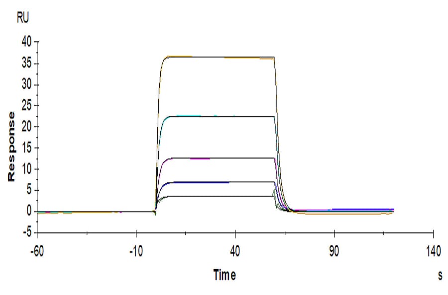 SPR Assay - Recombinant Human CD226 Protein (Biotin) (C-terminal His and Avi Tag) (A330268) - Antibodies.com
