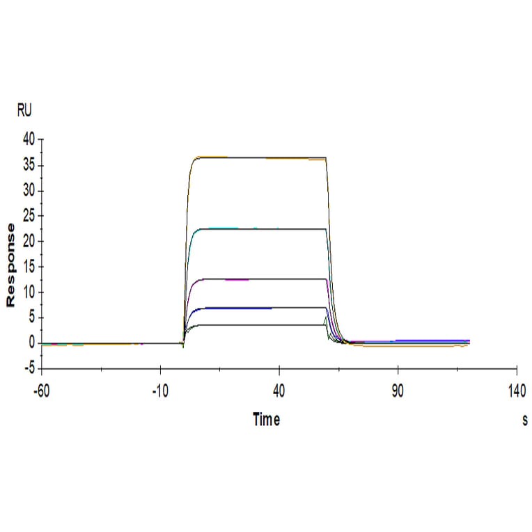 SPR Assay - Recombinant Human CD226 Protein (Biotin) (C-terminal His and Avi Tag) (A330268) - Antibodies.com