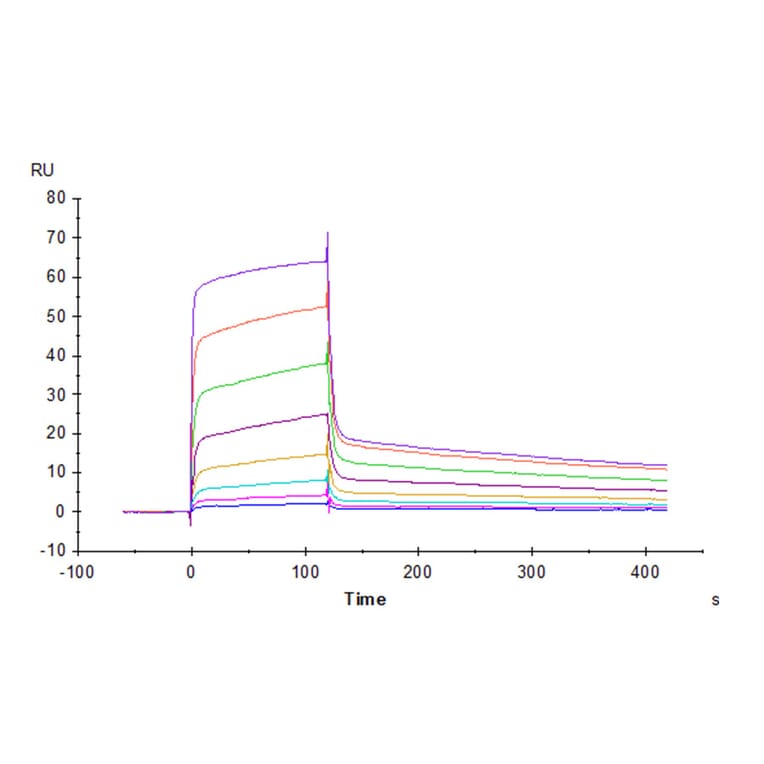 SPR Assay - Recombinant Human CD226 Protein (C-terminal Human Fc Tag) (A330269) - Antibodies.com