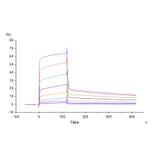 SPR Assay - Recombinant Human CD226 Protein (C-terminal Human Fc Tag) (A330269) - Antibodies.com