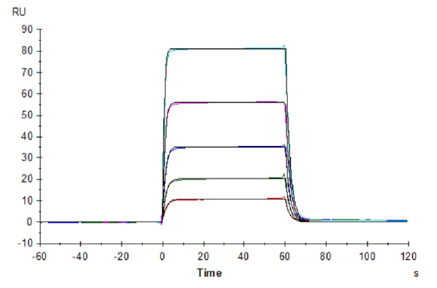 SPR Assay - Recombinant Human CD226 Protein (C-terminal His and Avi Tag) (A330270) - Antibodies.com