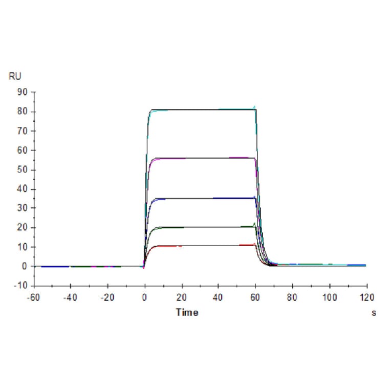 SPR Assay - Recombinant Human CD226 Protein (C-terminal His and Avi Tag) (A330270) - Antibodies.com