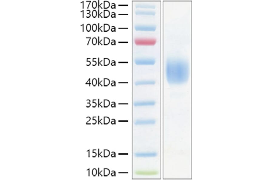 SDS-PAGE - Recombinant Mouse CD24 Protein (C-terminal Human Fc Tag) (A330273) - Antibodies.com