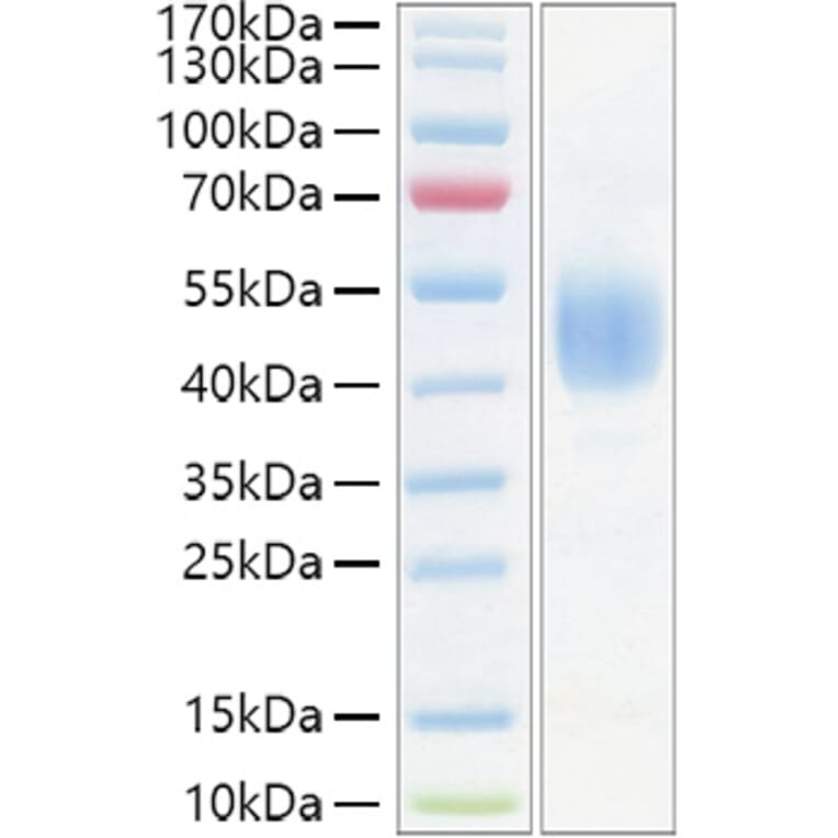 SDS-PAGE - Recombinant Mouse CD24 Protein (C-terminal Human Fc Tag) (A330273) - Antibodies.com