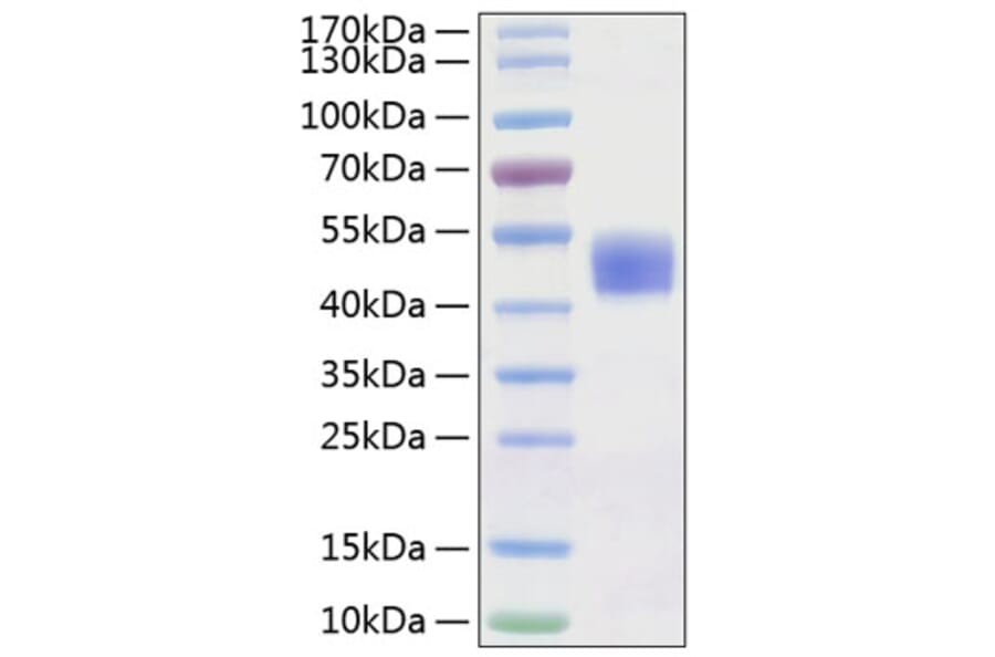 SDS-PAGE - Recombinant Human CD24 Protein (C-terminal Human Fc Tag) (A330274) - Antibodies.com