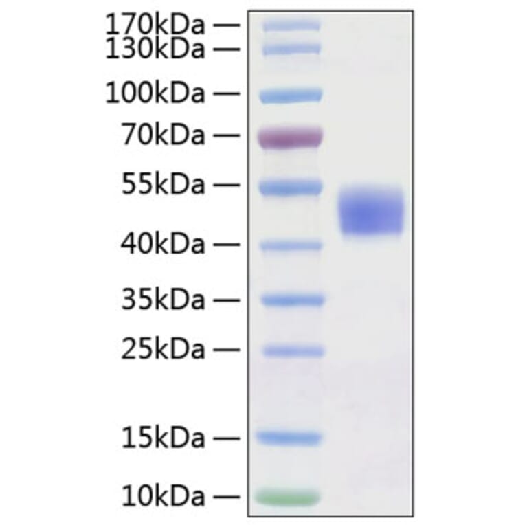 SDS-PAGE - Recombinant Human CD24 Protein (C-terminal Human Fc Tag) (A330274) - Antibodies.com