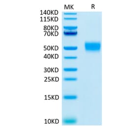 Tris-Bis PAGE - Recombinant Human CD24 Protein (C-terminal Llama Fc Tag) (A330275) - Antibodies.com