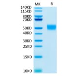 Tris-Bis PAGE - Recombinant Human CD24 Protein (C-terminal Llama Fc Tag) (A330275) - Antibodies.com