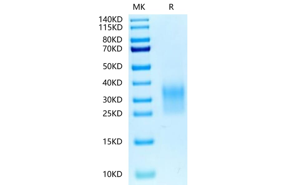 Tris-Bis PAGE - Recombinant Human CD24 Protein (Biotin) (C-terminal His and Avi Tag) (A330276) - Antibodies.com