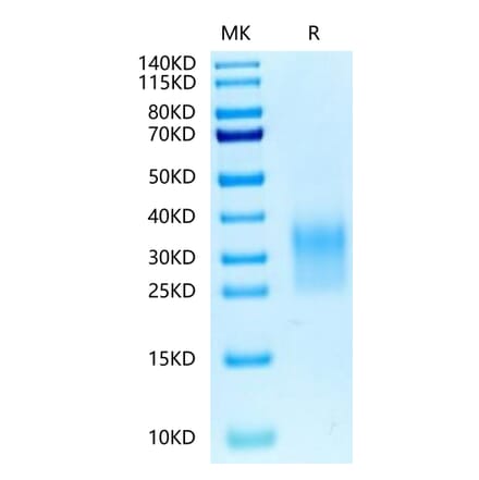 Tris-Bis PAGE - Recombinant Human CD24 Protein (Biotin) (C-terminal His and Avi Tag) (A330276) - Antibodies.com