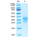 Tris-Bis PAGE - Recombinant Human CD24 Protein (Biotin) (C-terminal His and Avi Tag) (A330276) - Antibodies.com