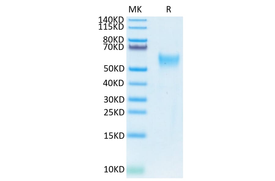 Tris-Bis PAGE - Recombinant Human CD24 Protein (Biotin) (C-terminal Mouse Fc Tag) (A330277) - Antibodies.com