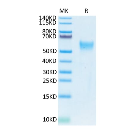 Tris-Bis PAGE - Recombinant Human CD24 Protein (Biotin) (C-terminal Mouse Fc Tag) (A330277) - Antibodies.com