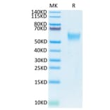 Tris-Bis PAGE - Recombinant Human CD24 Protein (Biotin) (C-terminal Mouse Fc Tag) (A330277) - Antibodies.com