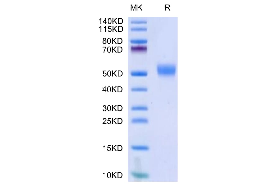 Tris-Bis PAGE - Recombinant Human CD24 Protein (Biotin) (C-terminal Human Fc Tag) (A330278) - Antibodies.com