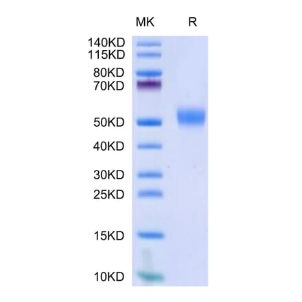 Tris-Bis PAGE - Recombinant Human CD24 Protein (Biotin) (C-terminal Human Fc Tag) (A330278) - Antibodies.com