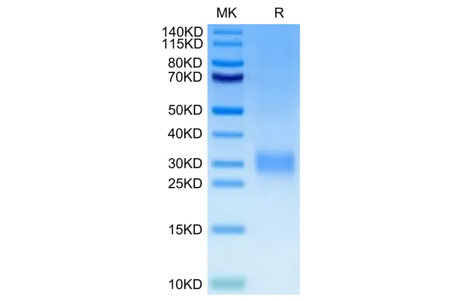 Tris-Bis PAGE - Recombinant Human CD24 Protein (C-terminal His and Avi Tag) (A330279) - Antibodies.com