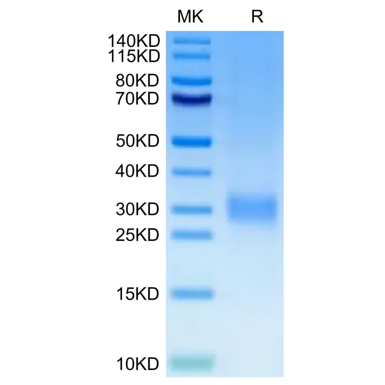 Tris-Bis PAGE - Recombinant Human CD24 Protein (C-terminal His and Avi Tag) (A330279) - Antibodies.com
