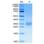 Tris-Bis PAGE - Recombinant Human CD24 Protein (C-terminal His and Avi Tag) (A330279) - Antibodies.com