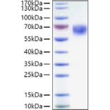 SDS-PAGE - Recombinant Human CD27 Protein (C-terminal Human Fc and His Tag) (A330286) - Antibodies.com
