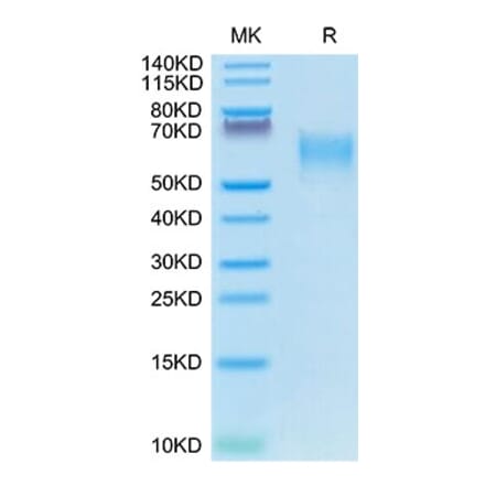 Tris-Bis PAGE - Recombinant Canine CD28 Protein (C-terminal Mouse Fc Tag) (A330289) - Antibodies.com