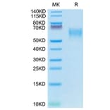Tris-Bis PAGE - Recombinant Canine CD28 Protein (C-terminal Mouse Fc Tag) (A330289) - Antibodies.com