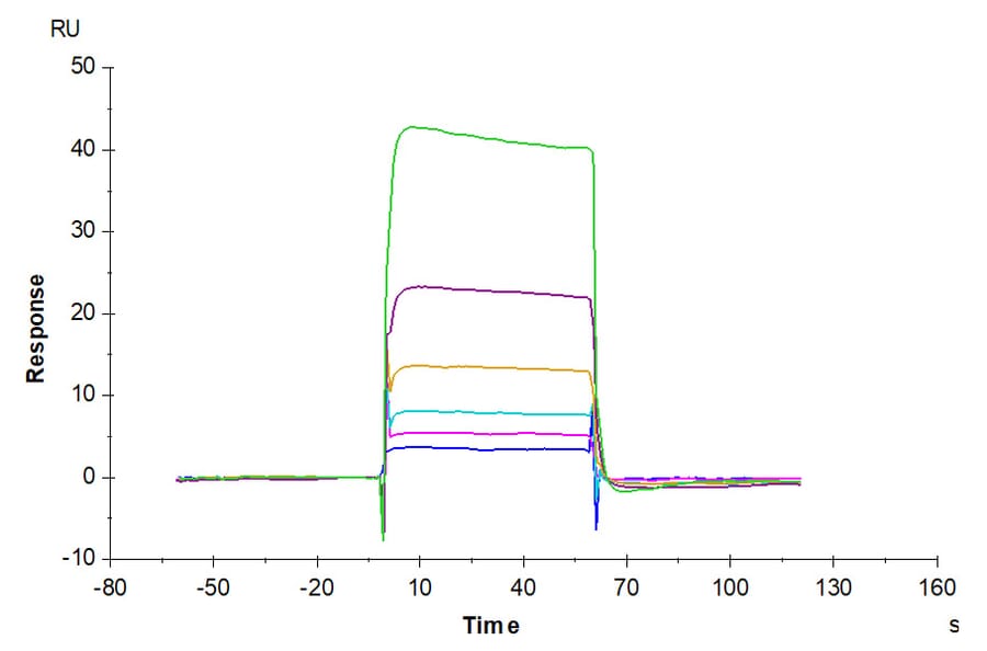 SPR Assay - Recombinant Human/Cynomolgus/Rhesus-macaque CD28 Protein (N-terminal His and Avi Tag) (A330292) - Antibodies.com