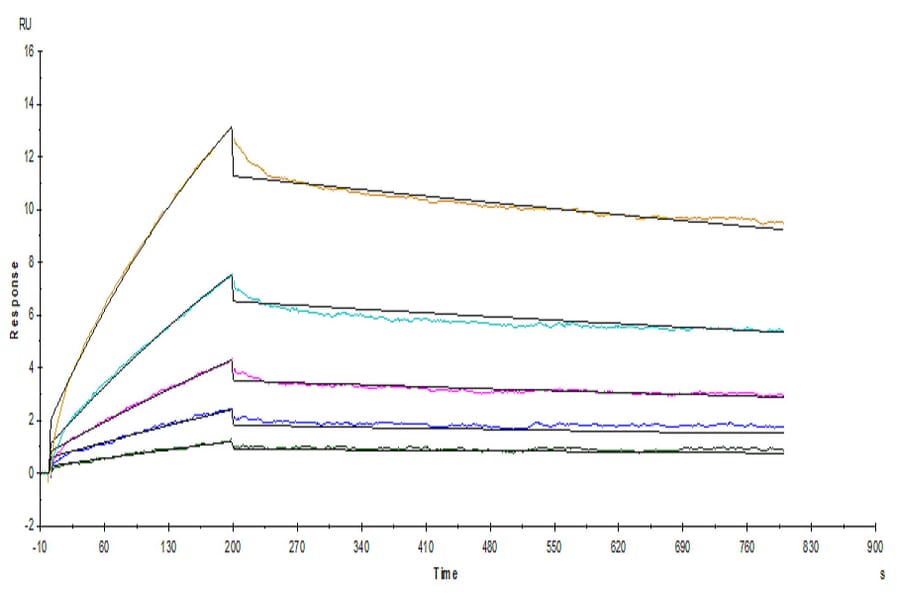 SPR Assay - Recombinant Human/Cynomolgus/Rhesus-macaque CD28 Protein (N-terminal His and Avi Tag) (A330292) - Antibodies.com